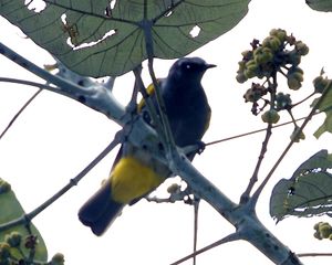 Grey-bellied Bulbul (Pycnonotus cyaniventris).jpg