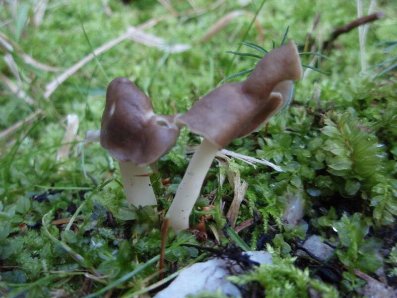 ملف:Helvella elastica1017.JPG