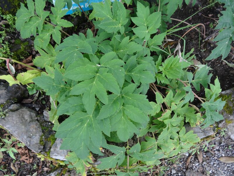 ملف:Heracleum candicans.JPG