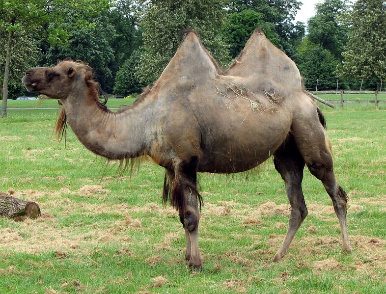 ملف:Bactrian.camel.sideon.arp.jpg