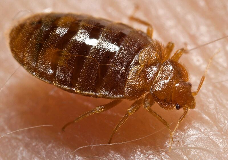 ملف:Bed bug, Cimex lectularius.jpg