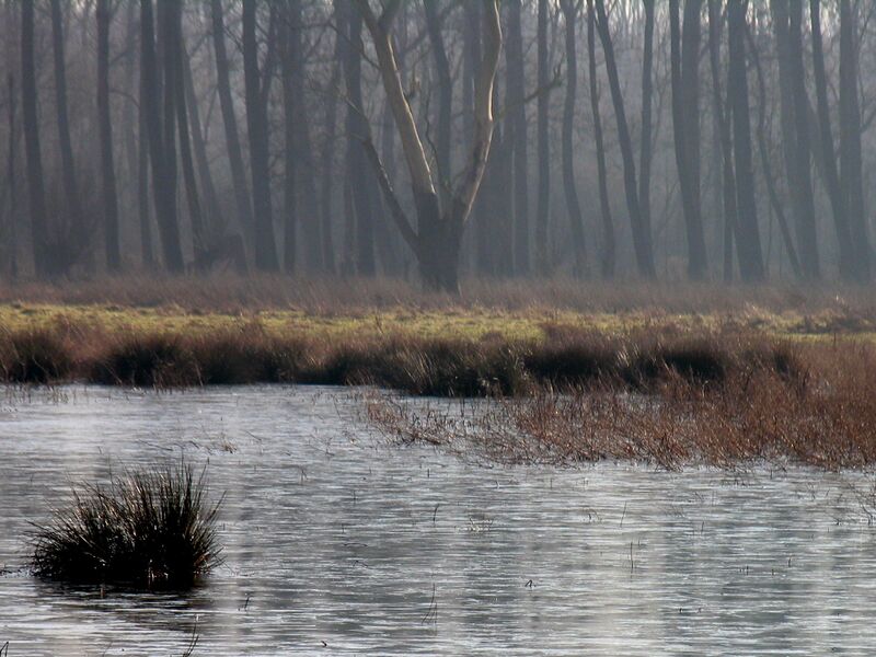 ملف:Denderleeuw - Wellemeersen.jpg