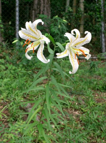 ملف:Lilium auratum1.jpg