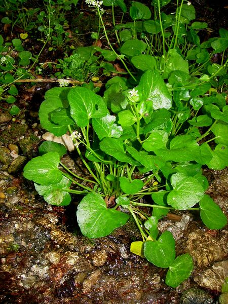 ملف:Loeffelkraut Bay 1.JPG