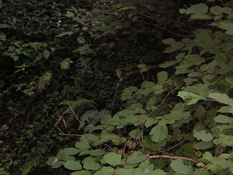 ملف:Lourdesbach Quelle Stiwoll.JPG