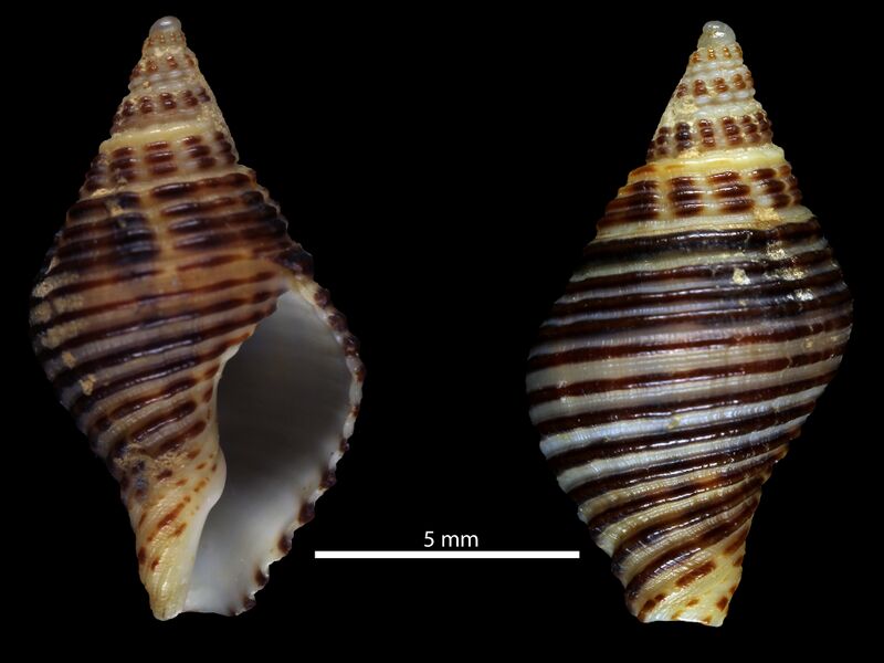 ملف:Pollia undosa (MNHN-IM-2012-13189).jpeg