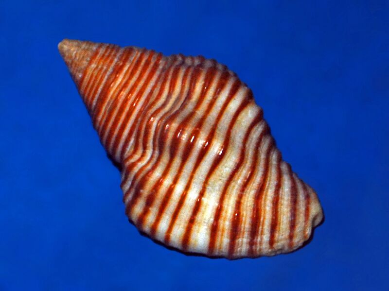 ملف:Buccinidae - Pollia undosa-1.JPG