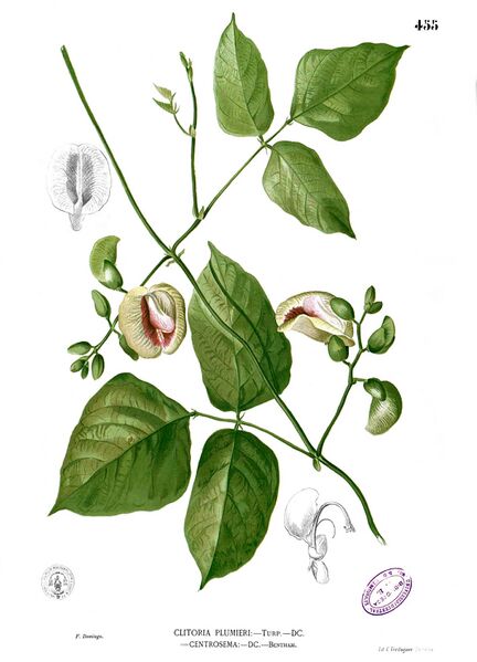 ملف:Centrosema plumieri Blanco2.455.jpg