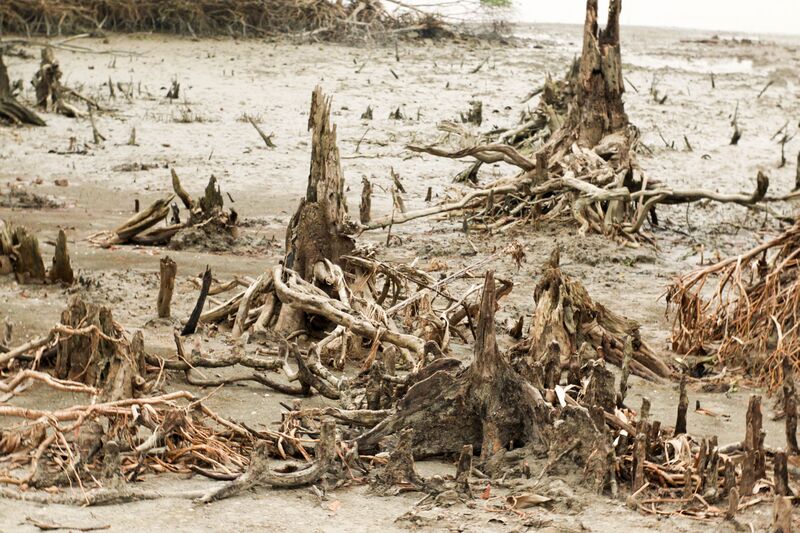 ملف:Dead Tree.jpg