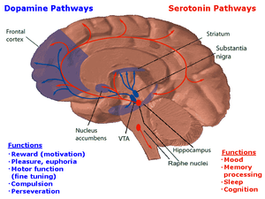 A drawing of the brain, the serotonergic system is red and the mesolimbic dopamine pathway is blue. There is one collection of serotonergic neurons in the upper brainstem that sends axons upwards to the whole cerebrum, and one collection next to the cerebellum that sends axons downwards the spinal cord. Slightly forward the upper serotonergic neurons is the ventral tegmental area, the dopaminergic neurons there sends axons to the nucleus accumbens, hippocampus and the frontal cortex. Over the VTA is another collection of dopamine cells, the substansia nigra, which send axons to the striatum.