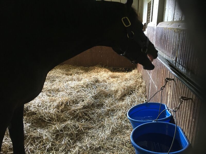 ملف:Go For Gin.jpg