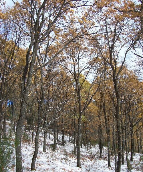 ملف:Melojar soto.JPG