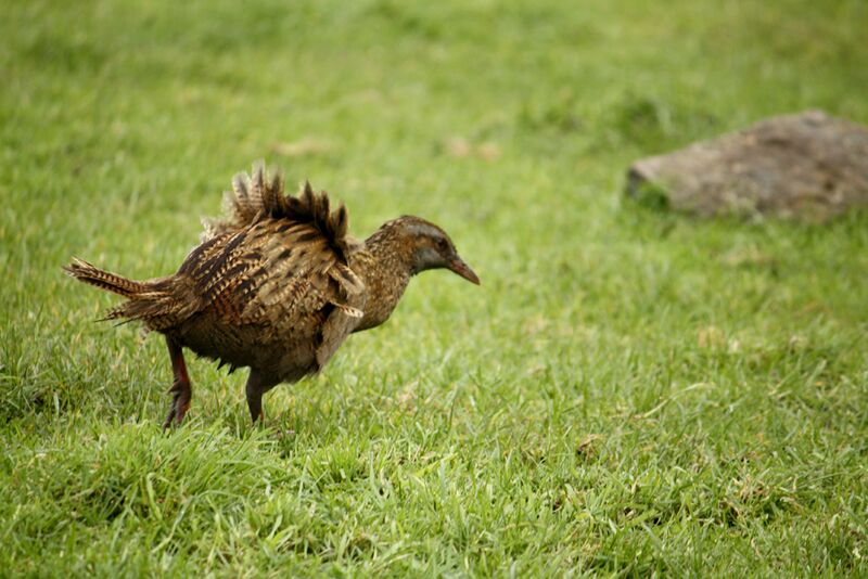 ملف:Ruffled Weka.jpg