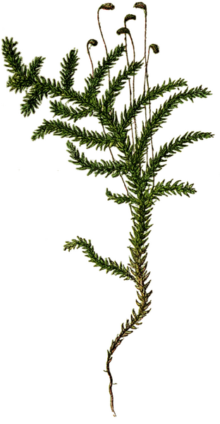 ملف:WWB-0265-127-Hypnum triquetrum.png