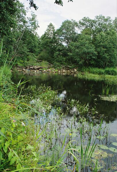 ملف:Amme jõgi.jpg