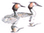 Fuut Podiceps cristatus Jos Zwarts 5.tif
