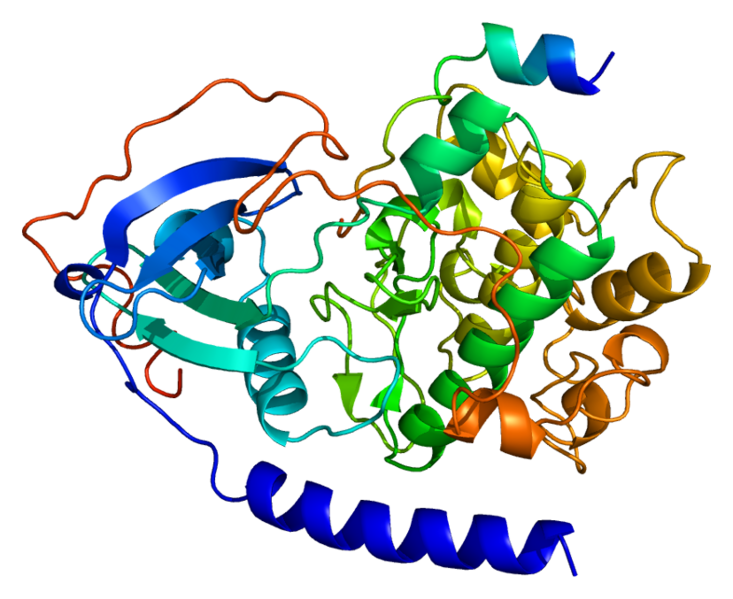 ملف:Protein PRKACA PDB 1apm.png