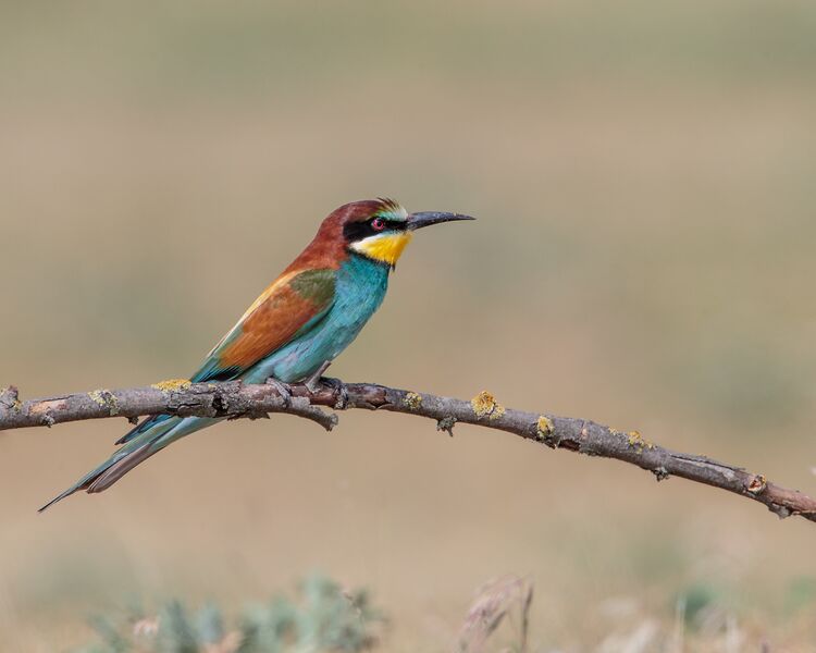 ملف:Bee-eater (47966648072).jpg