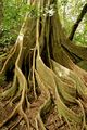 Ficus aurea (buttresses)