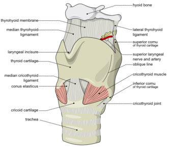 Larynx external en.svg