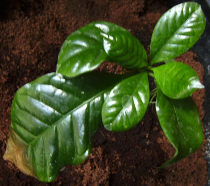 ملف:Phoma a cafet.jpg