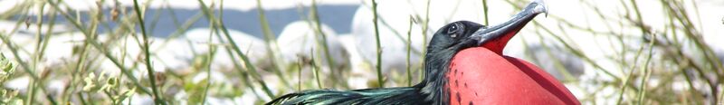ملف:Genovesa banner Great Frigatebird.JPG