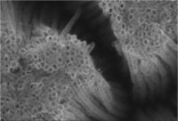 Titanium oxide nanotubes, SEM image