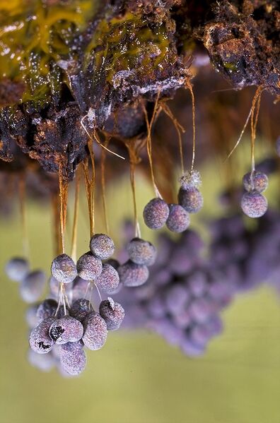 ملف:Badhamia utricularis mature.jpg