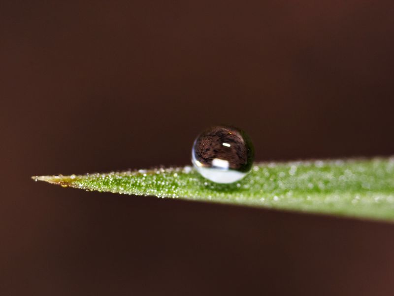 ملف:Dew 2.jpg