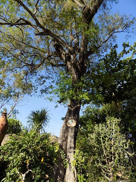 ملف:Diospyros mollis.JPG