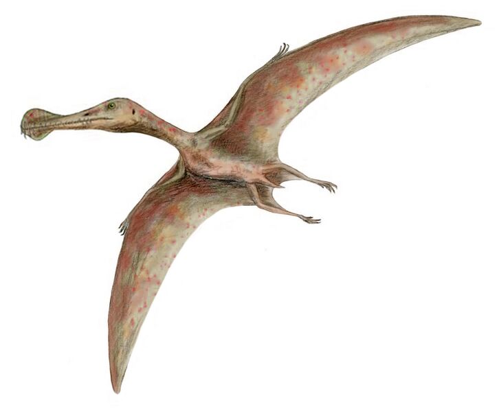 ملف:Ornithocheirus BW.jpg