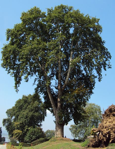ملف:Platanus orientalis tree.JPG