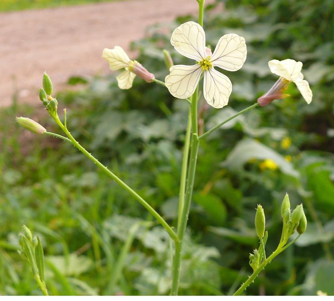 ملف:RaphanusRaphanistrum001.jpg