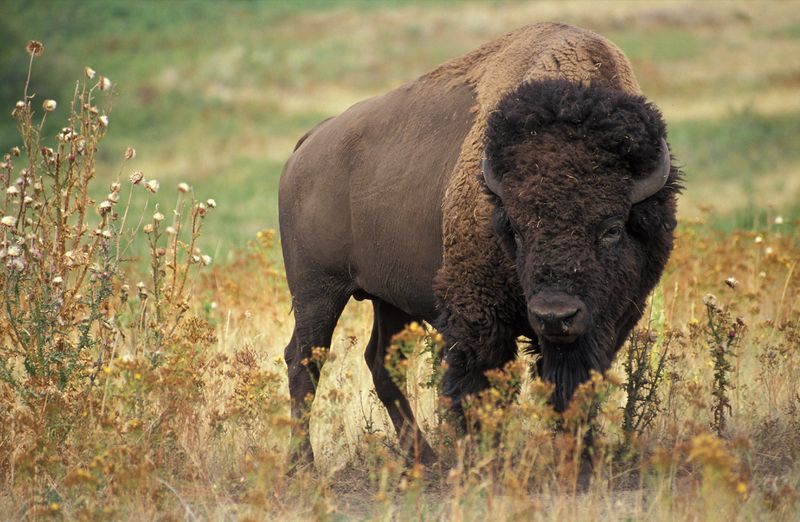 ملف:American bison k5680-1.jpg