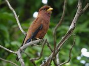 Broad-billed Roller, Ankarafantsika, Madagascar.jpg