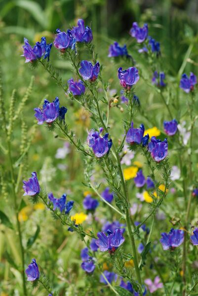 ملف:Echium April 2010-2.jpg