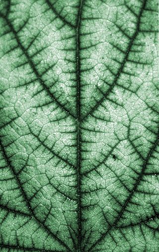 فركتلية ورق الشجر