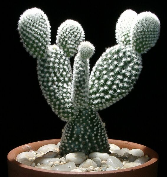 ملف:Opuntia microdasys var angelwings.jpg