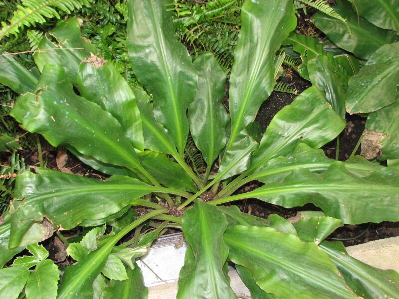 ملف:Palisota barteri.JPG