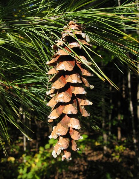 ملف:Pinus strobus Cone.jpg