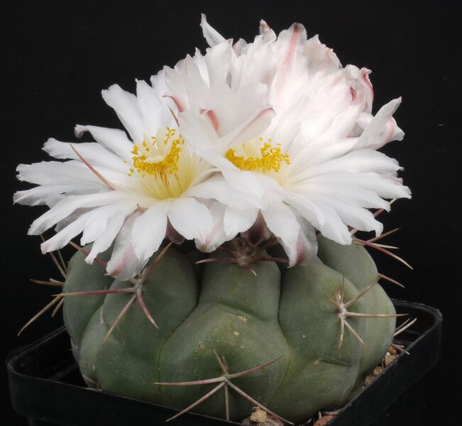 ملف:Thelocactus hexaedrophorus.JPG