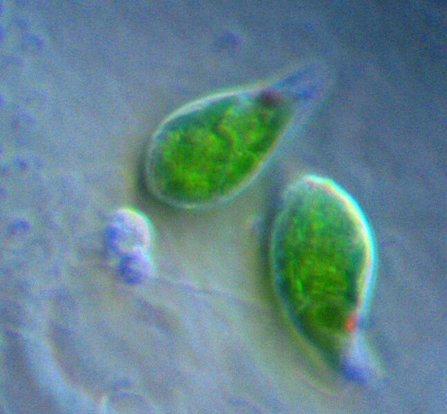 ملف:Two Euglena.jpg