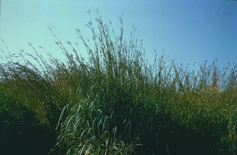 ملف:Andropogon gerardii.jpg
