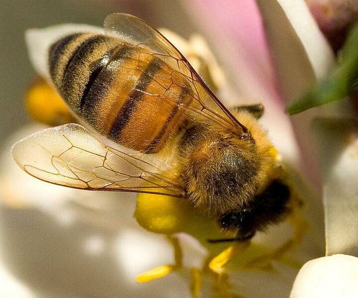 ملف:Bees-wings.web.jpg