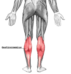 Gastrocnemius.png