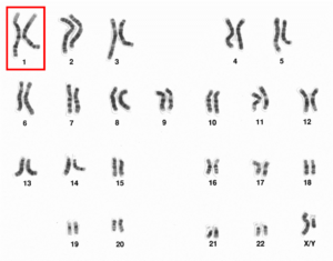 Human male karyotpe high resolution - Chromosome 1.png