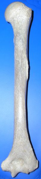 ملف:Humerus post.jpg