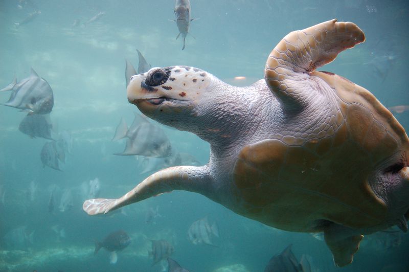 ملف:Loggerhead sea turtle.jpg