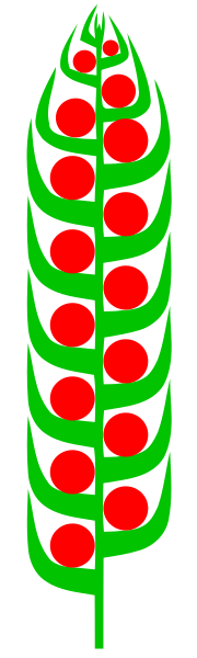 ملف:Zapfen (inflorescence).svg