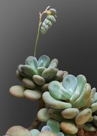 Pachyphytum oviferum